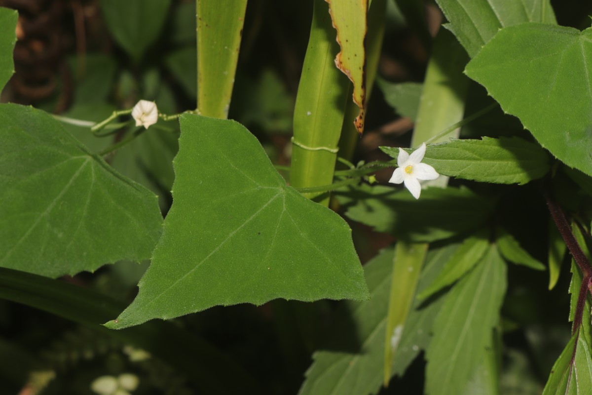 Zehneria thwaitesii (Schweinf.) C.Jeffrey